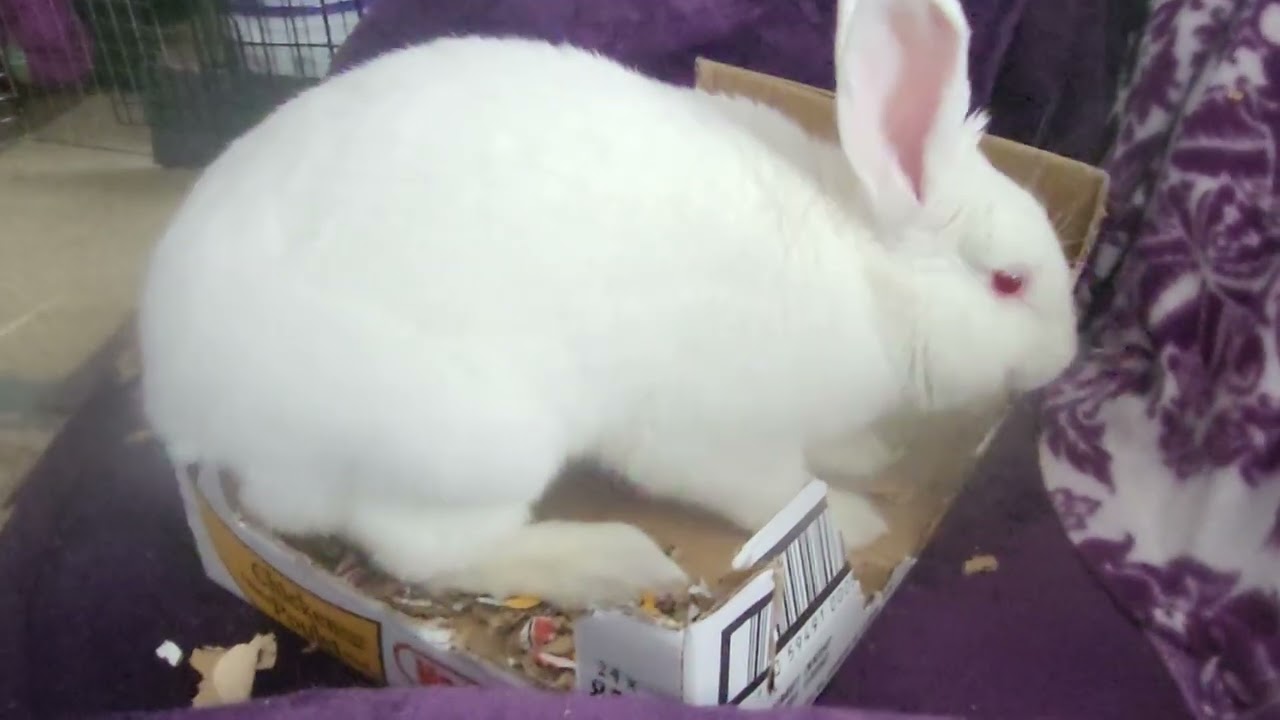 Doughnut the Destructobun!