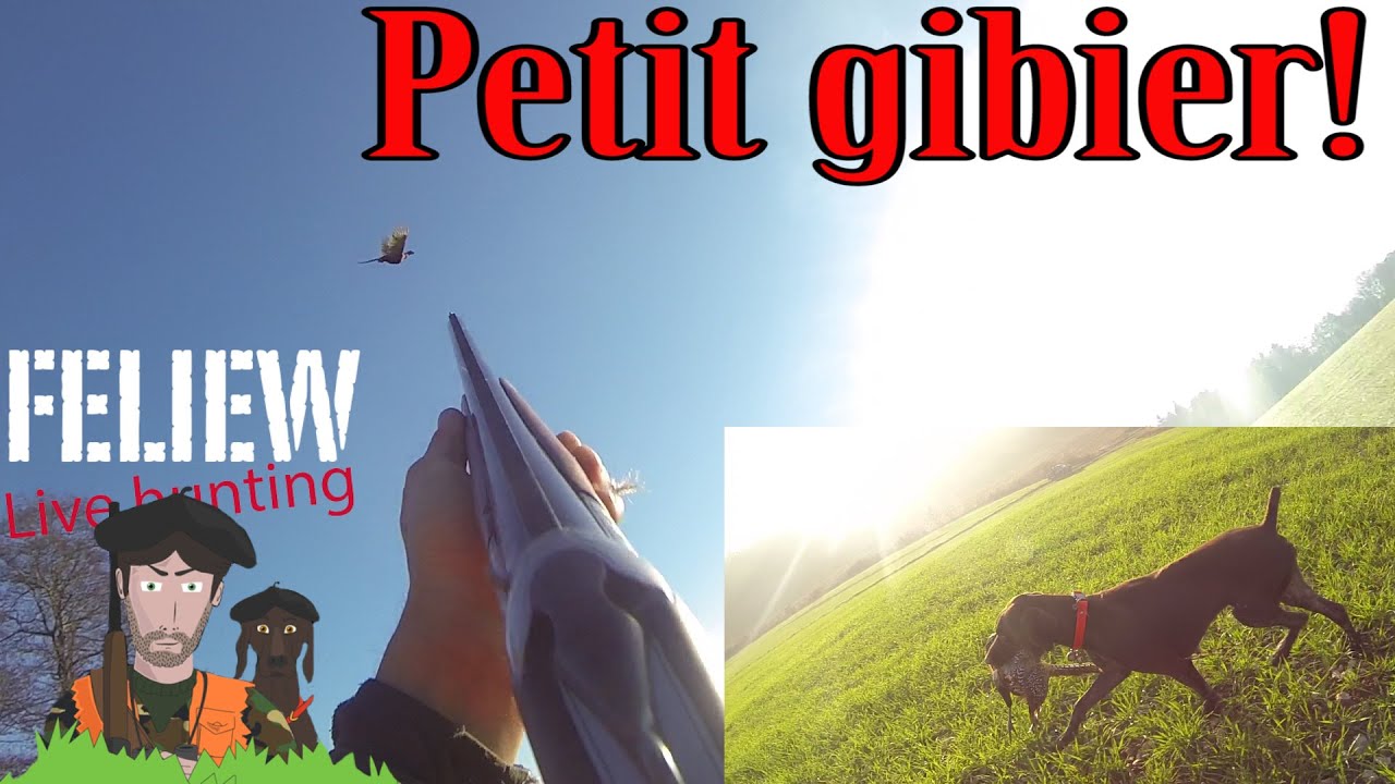 Chasse au petit gibier dans les vosges, une belle journée!