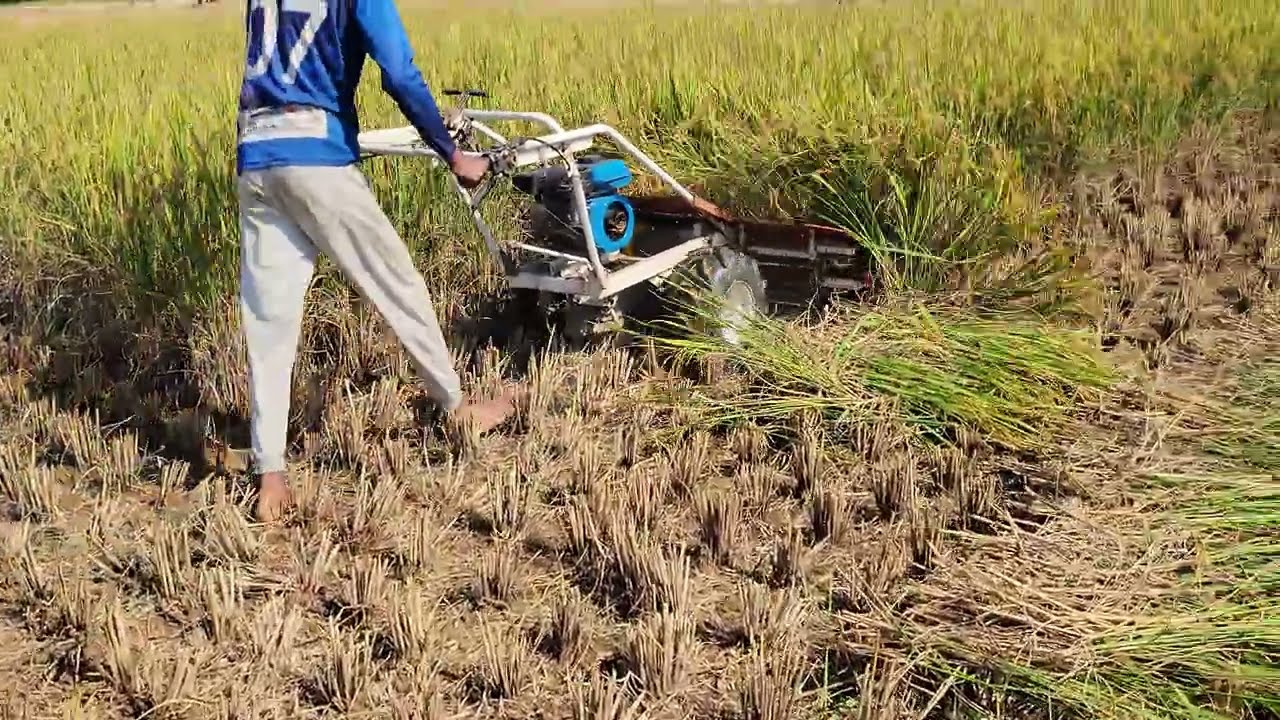Fast Paddy Cutting With High-Speed Reaper 🌾💨