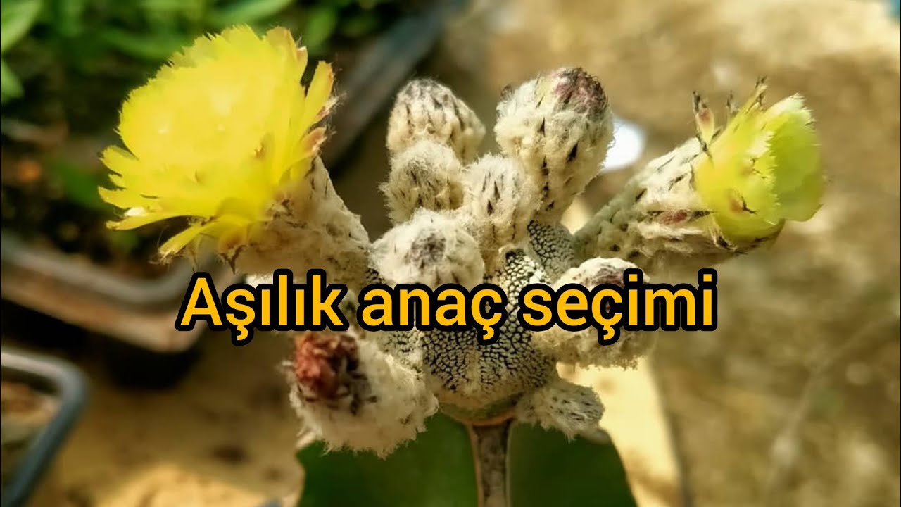 aşı anaçları büyütme hızı