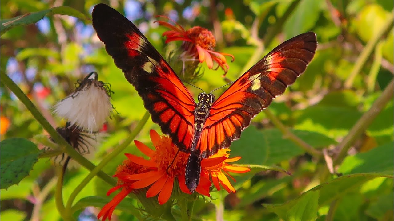 THOUSANDS OF BUTTERFLIES at Butterfly World Florida! Bug Zoo, Botanical Garden & Crazy Bridge!