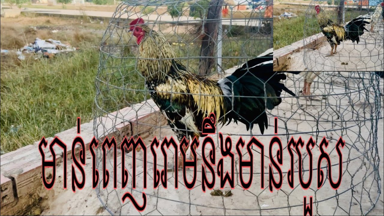 Part 48, មាន់ពេញរោមនឹងមាន់របួស#chicken #rooster 