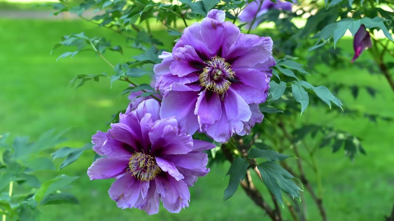 Botanical garden. Summer. Inspiration in Zen style.  Ботанический сад.Лето.Вдохновение в стиле Дзен.