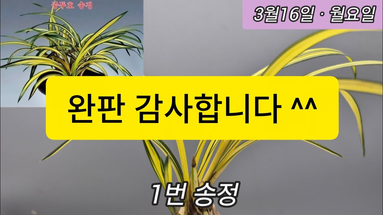 3월16일ㆍ송정.무명중투.서반단엽.감홍로.산반호등 소개합니다 ^^