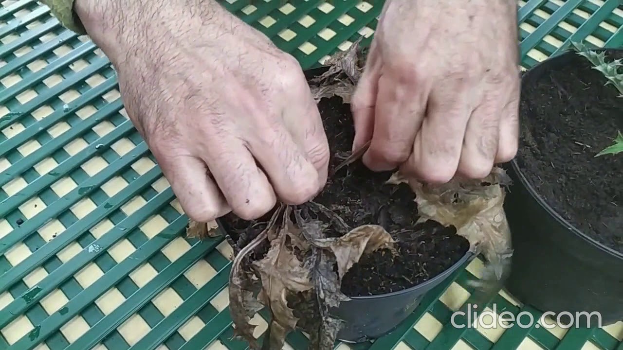 ¿Cómo Cultivar la Eguzkilore? - Izarte Jardinería