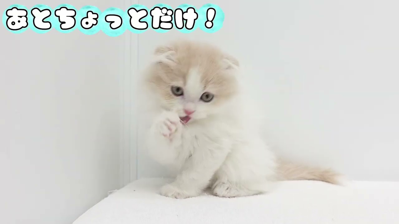【スコティッシュフォールド】身だしなみ大事！