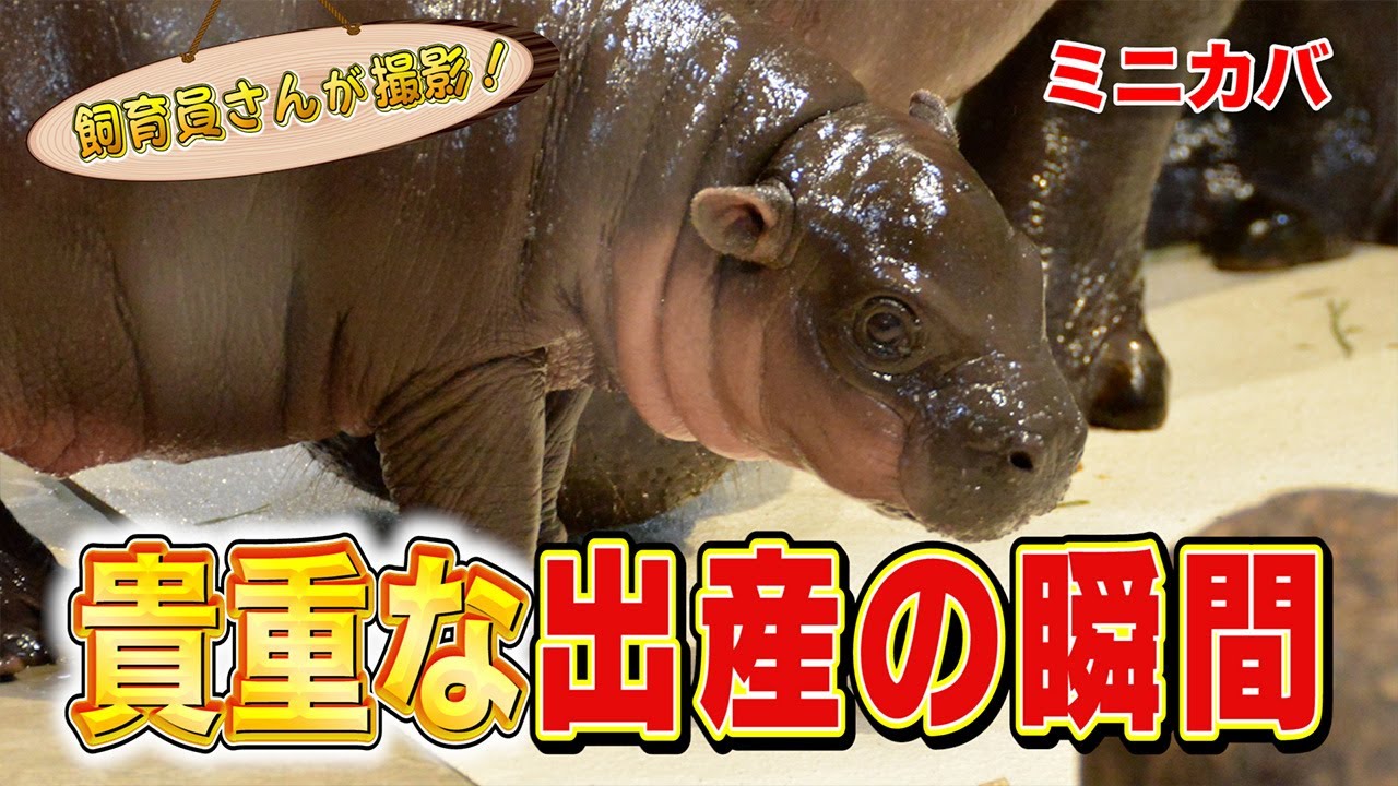 祝・ミニカバの赤ちゃん誕生！
