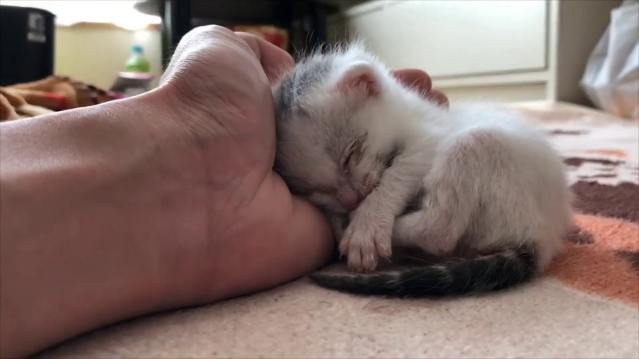 【捨て猫】手の平にもたれて眠る子猫が可愛すぎる！【育児放棄・保護】