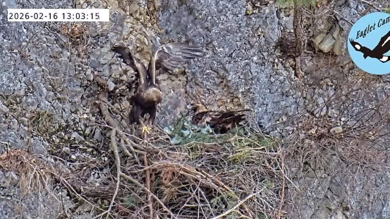 伊吹山のイヌワシ子育てライブC1 2026-02-21 Remote Live Streaming of Golden Eagles in Mt. Ibuki, Japan