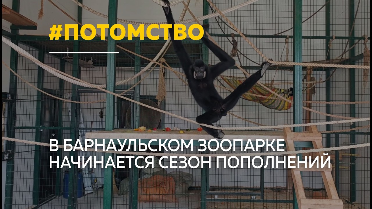 В барнаульском зоопарке начинается беби-бум — животные готовятся к пополнению