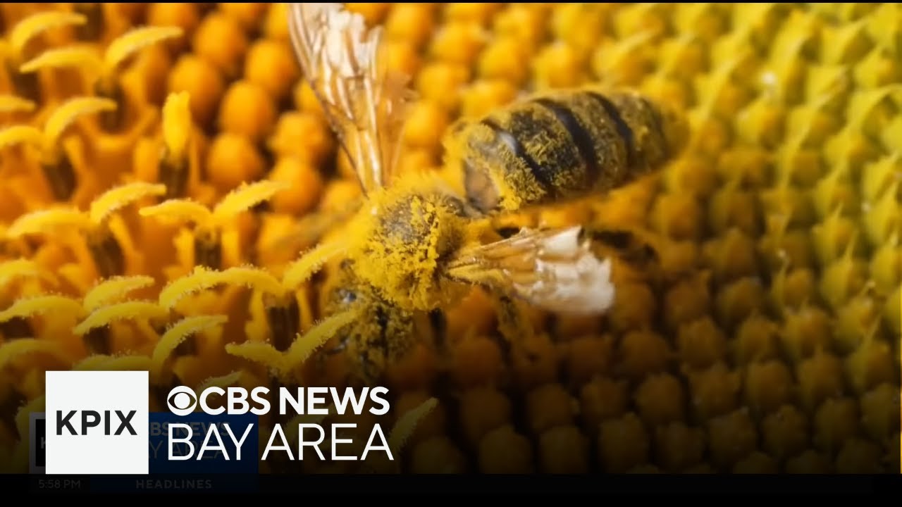 UC Davis professor weighs in on world's declining insect decline