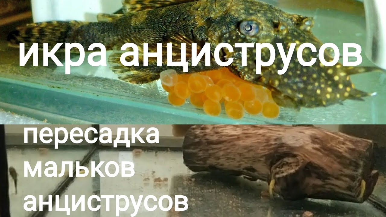 Анциструсы выкинули свою икру, Пересадка анциструсов, снова хорошая новость