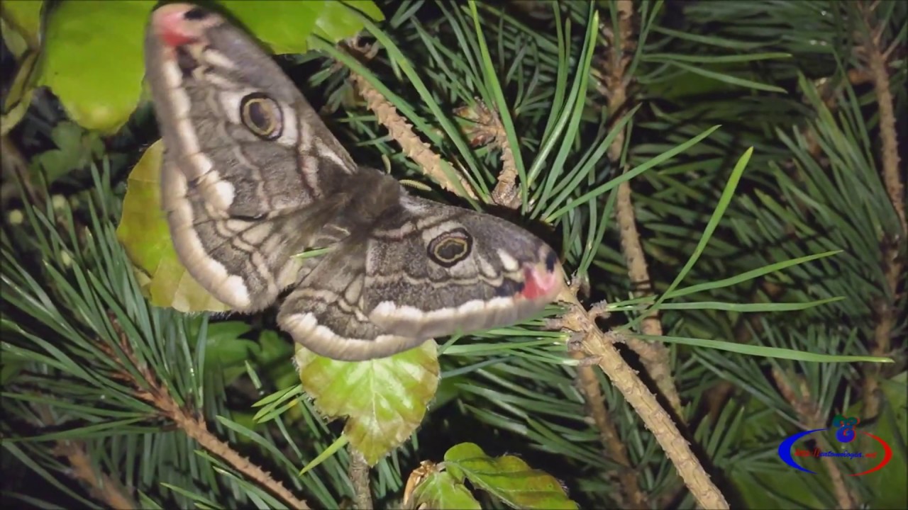 Saturnia pavonia   Linnaeus, 1778