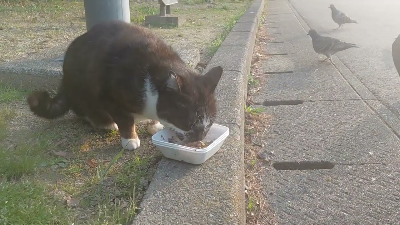 出てきて待ってたベト君❗お兄さんにもご挨拶⤴️ゴシゴシ⤴️最後のキビナゴ🐟トッピング⤴️パクパク⤴️良かったニャー&hearts;️
