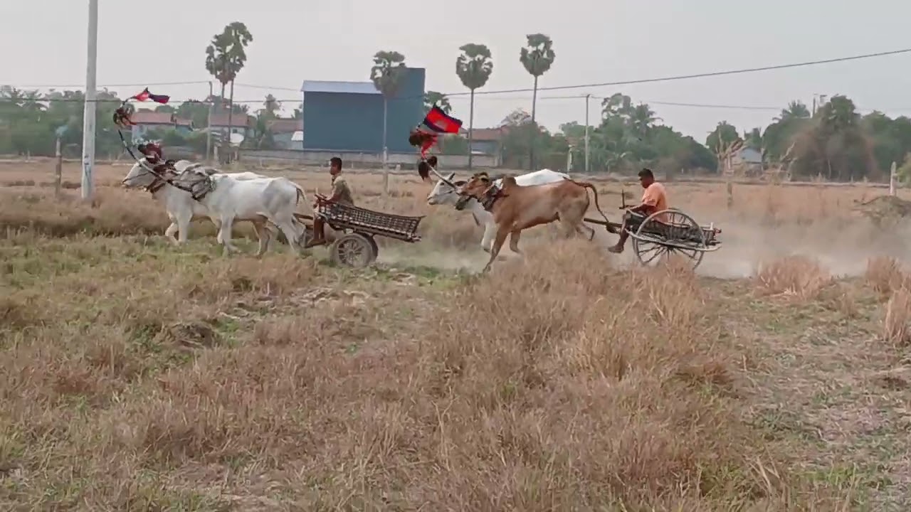 ប្រណាំងគោជិតផ្ទះ។