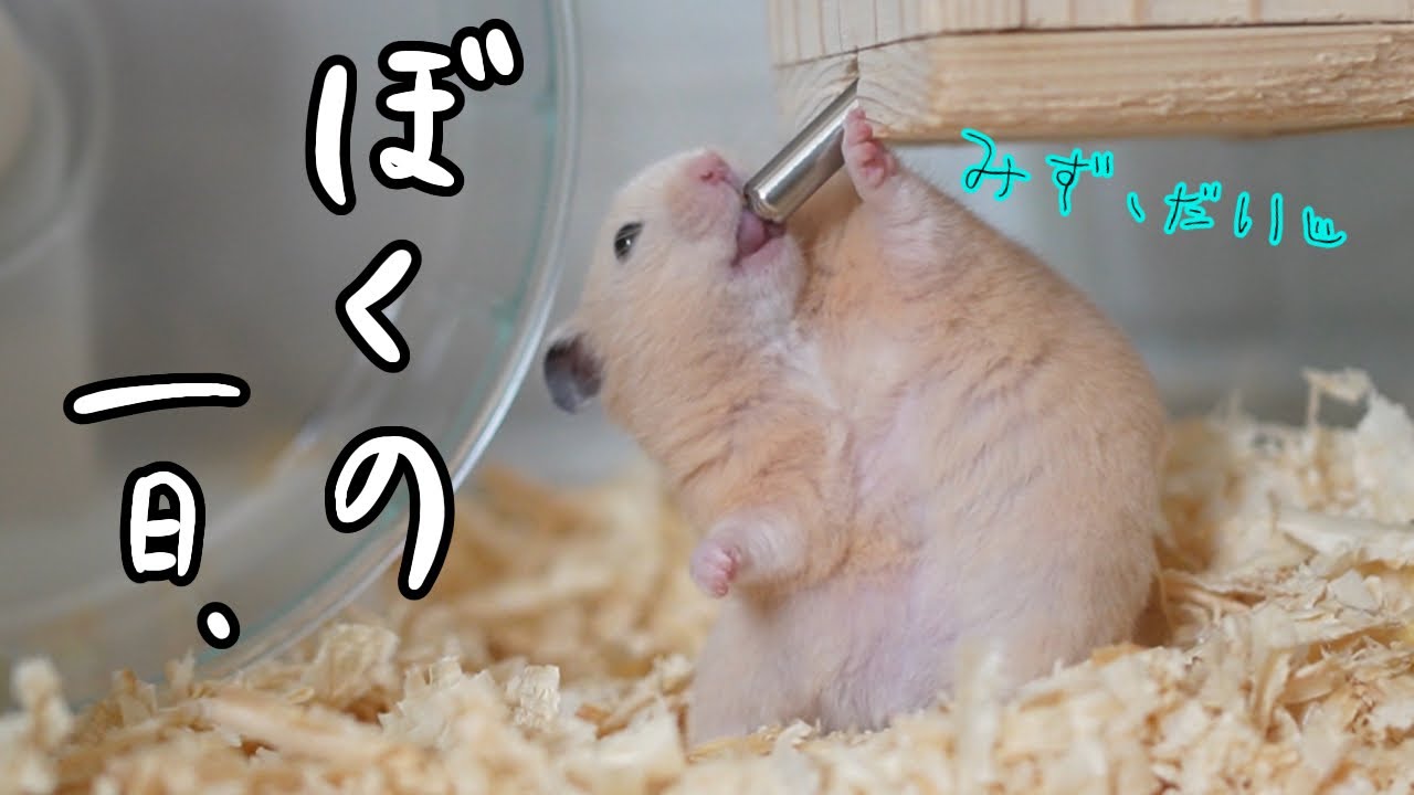 【4月】ぼくのせいかつ、みてくでち？【キンクマ】#8