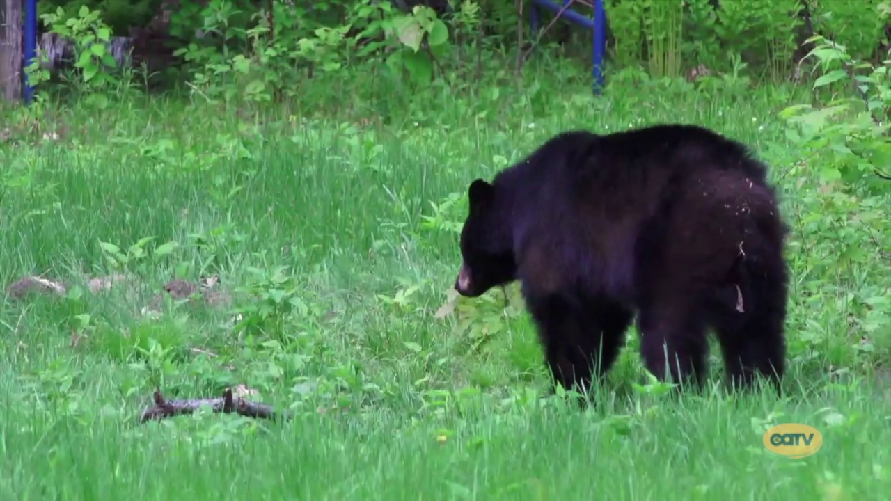 Living With Bears - Ben Kilham, Presented by Hanover Conservancy
