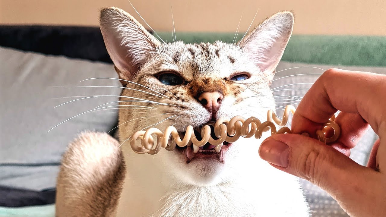 Lynx point Siamese cats are the FUNNIEST and CUTEST cats! Compilation 2022!