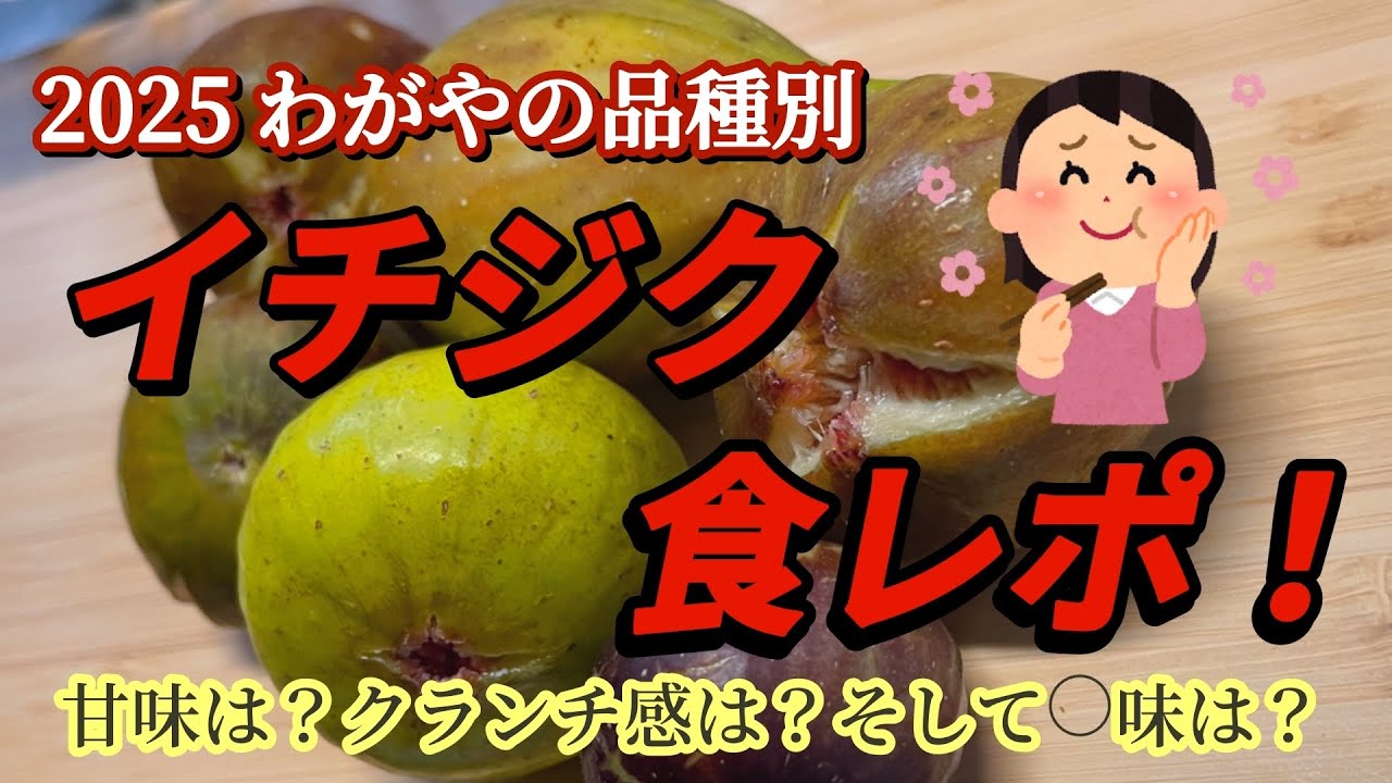 【趣味のイチジク栽培】2025わが家の品種食べ比べ！バナーネ、シャーアンバー、ブラックマデイラ？？、ドーフィン、ロンドボルドー