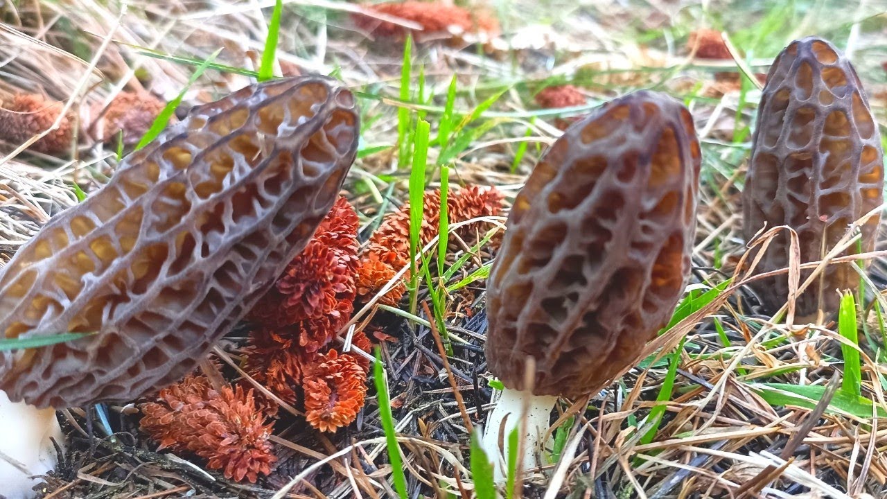 Finally ♥️Mujhe Aaj 🥰Morel Mushroom ( Gucchi)Mil Hi Gaye.