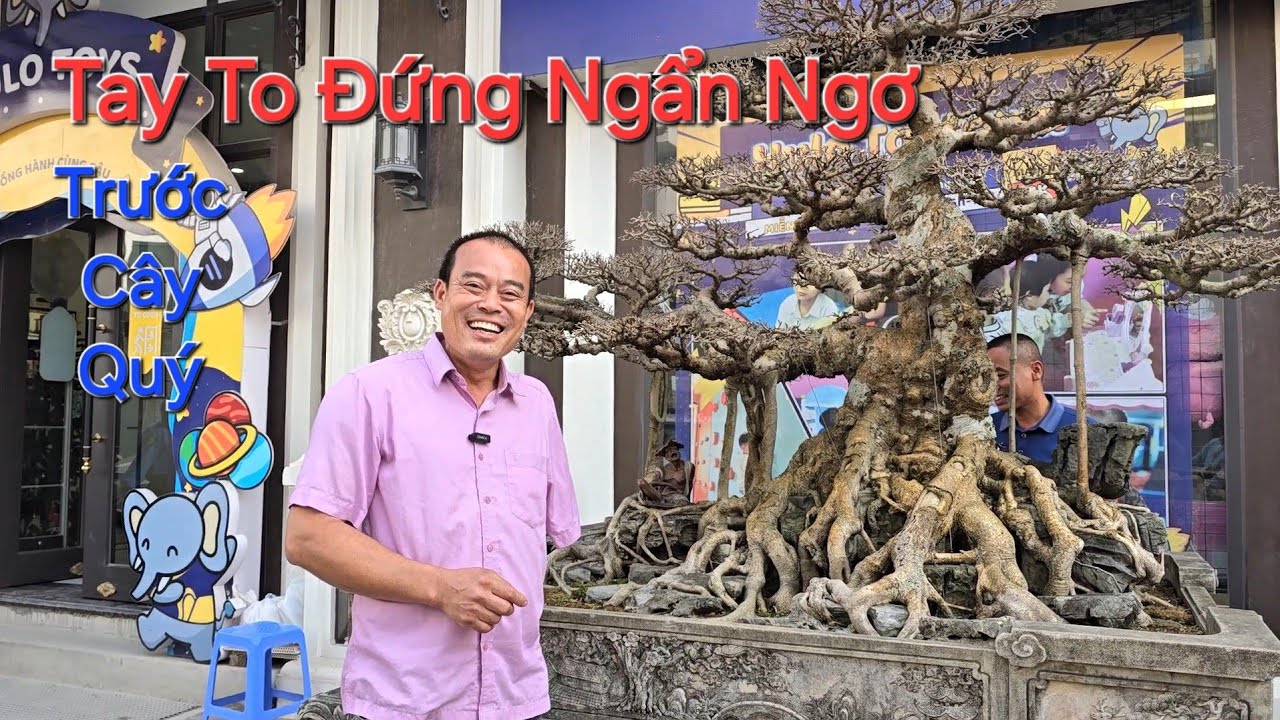 NHÌN CÁC TAY TO ĐÔNG ANH * ĐỨNG NGẨN NGƠ * thì chúng ta hiểu CÂY QUÝ NHƯ NÀO !