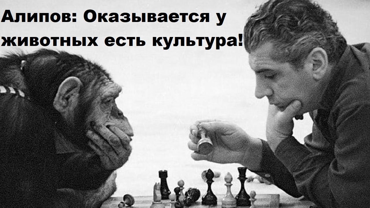 Алипов: Оказывается у  животных есть культура!