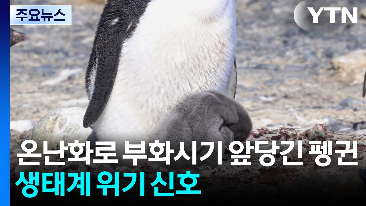 기후변화로 부화시기 앞당긴 펭귄...생태계 위기 신호 / YTN