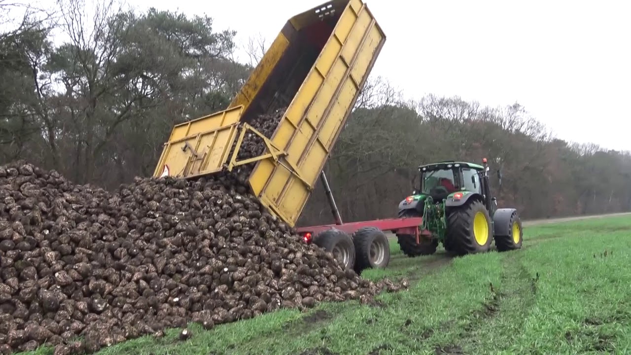 Bieten rooien in 2 fasen door Westerveld 2017