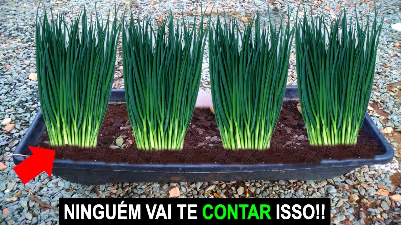 NUNCA MAIS COMPRE CEBOLINHA VEJA ISSO