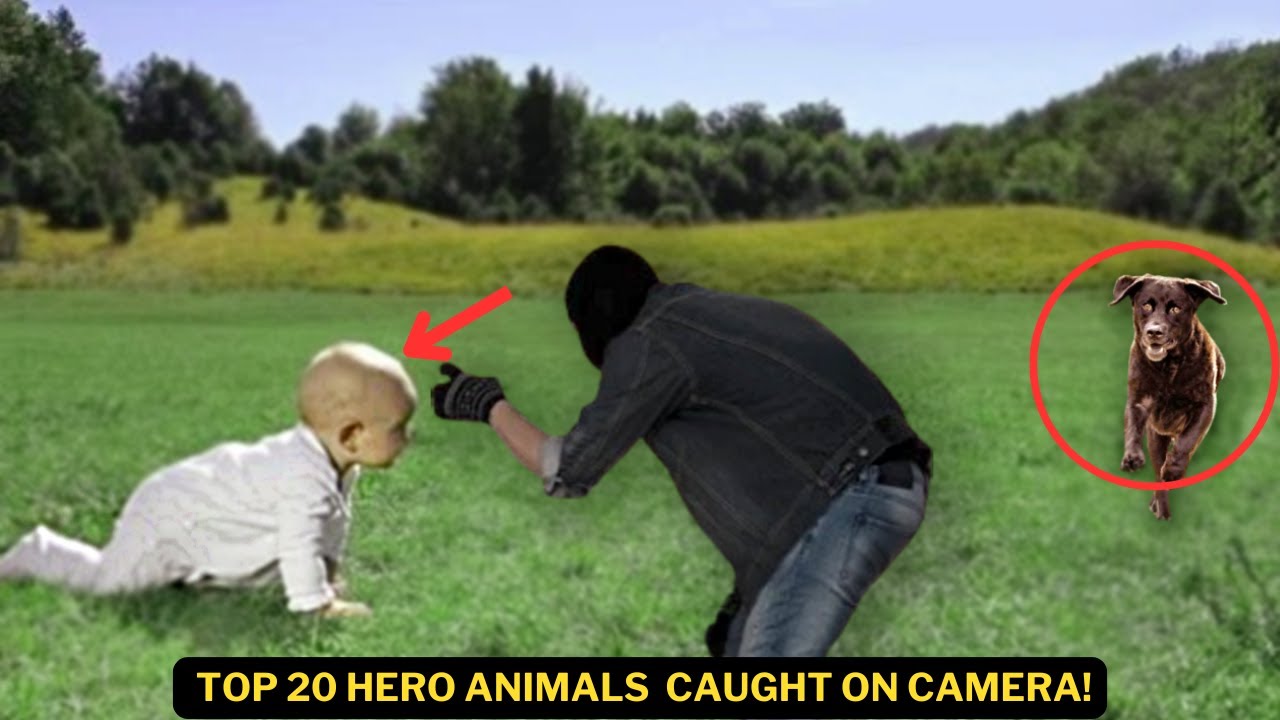Top 20 Hero Animals Caught on Camera! | Unbelievable Rescue Stories!