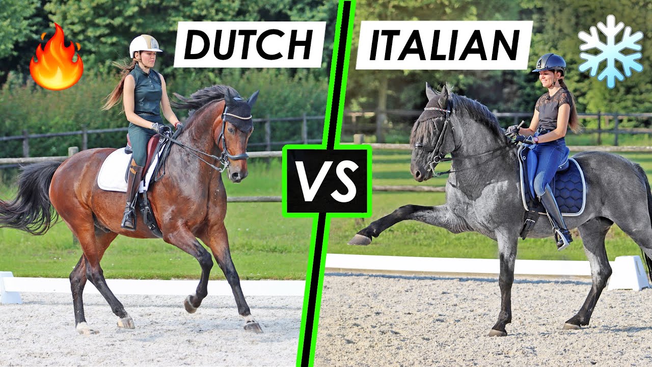 KWPN vs Baroque horse | Riding with new saddles from Gaston Mercier