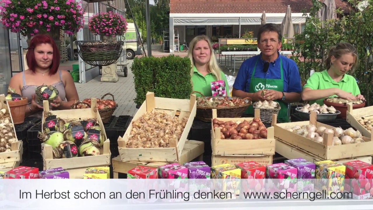 Scherngell G&auml;rtnertipp: Im Herbst schon an den Fr&uuml;hling denken und Blumenzwiebel pflanzen