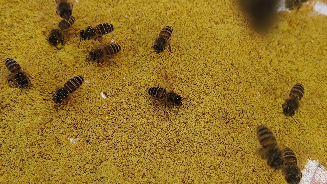 Polan feed #honey#honeybeesting #electronicmusic #mems #musicgenre #beekeeper #lifeisbutadream #live