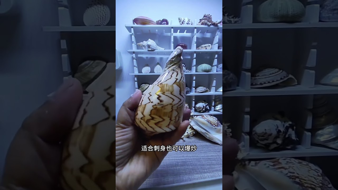 趕海必看！海邊撿到的螺煮了能吃嗎#科普 #趕海 #海鮮