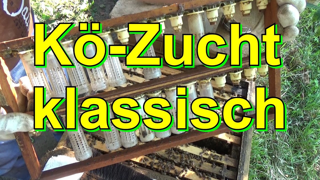 Bienenkönigin Zucht klassisch
