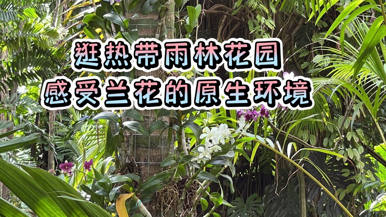 兰花展/兰花园之1 - 逛热带雨林花园，感受兰花的原生环境-迈阿密仙童植物园    Orchids in Fairchild Tropical Botanic Garden Miami FL