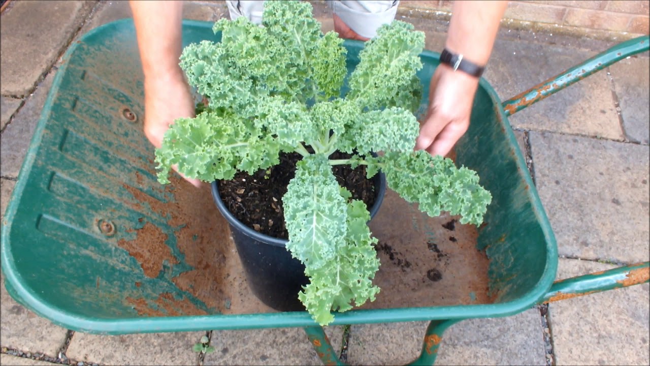 Recycle and improve your soil to grow vegetables better