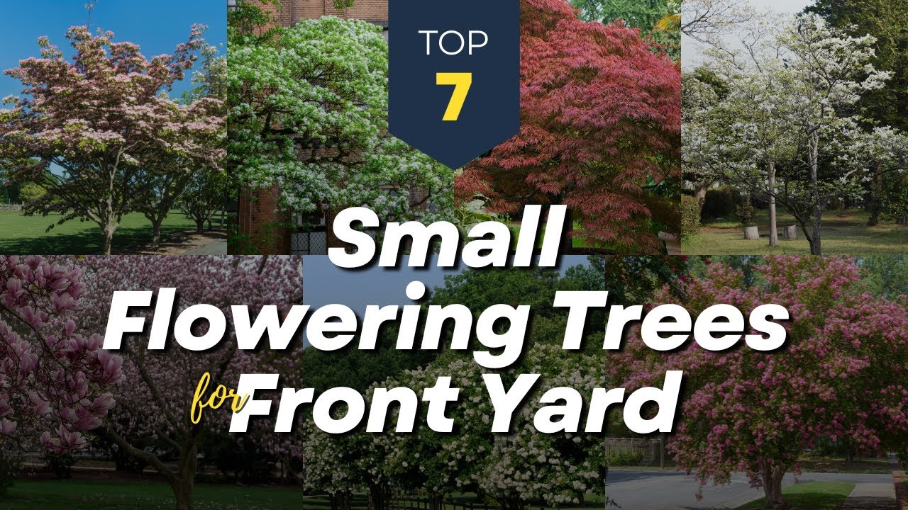 Best 7 Small Flowering Trees for Front Yard 🌳🏡 Beautify Front House Garden! 🌸🍁