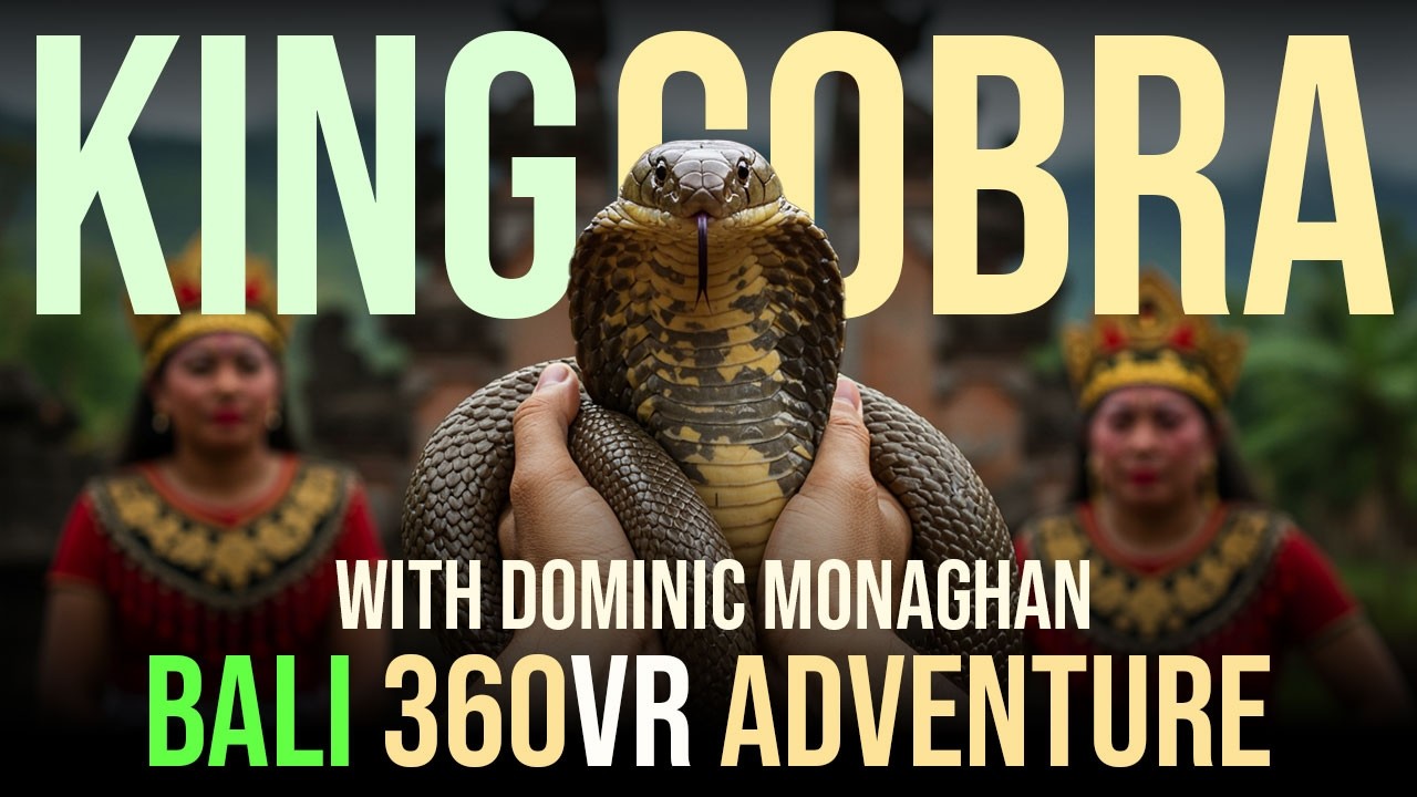 King Cobra Hunt in 8K 360 VR – Dominic Monaghan's Wildest Encounter!🐍
