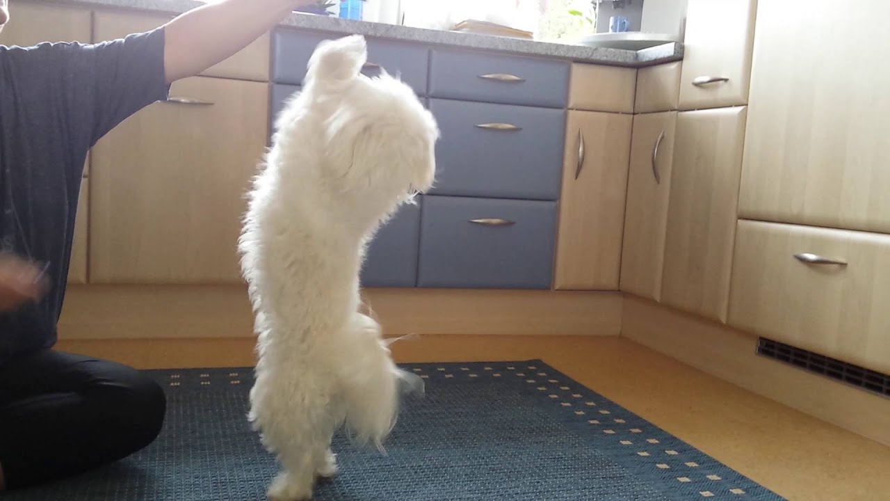 Hund Malteser Teddy gibt Pfote, gibt 5, macht Rolle und tanzt