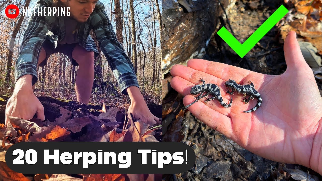 20 Herping Tips for Finding Salamanders in the Wild!