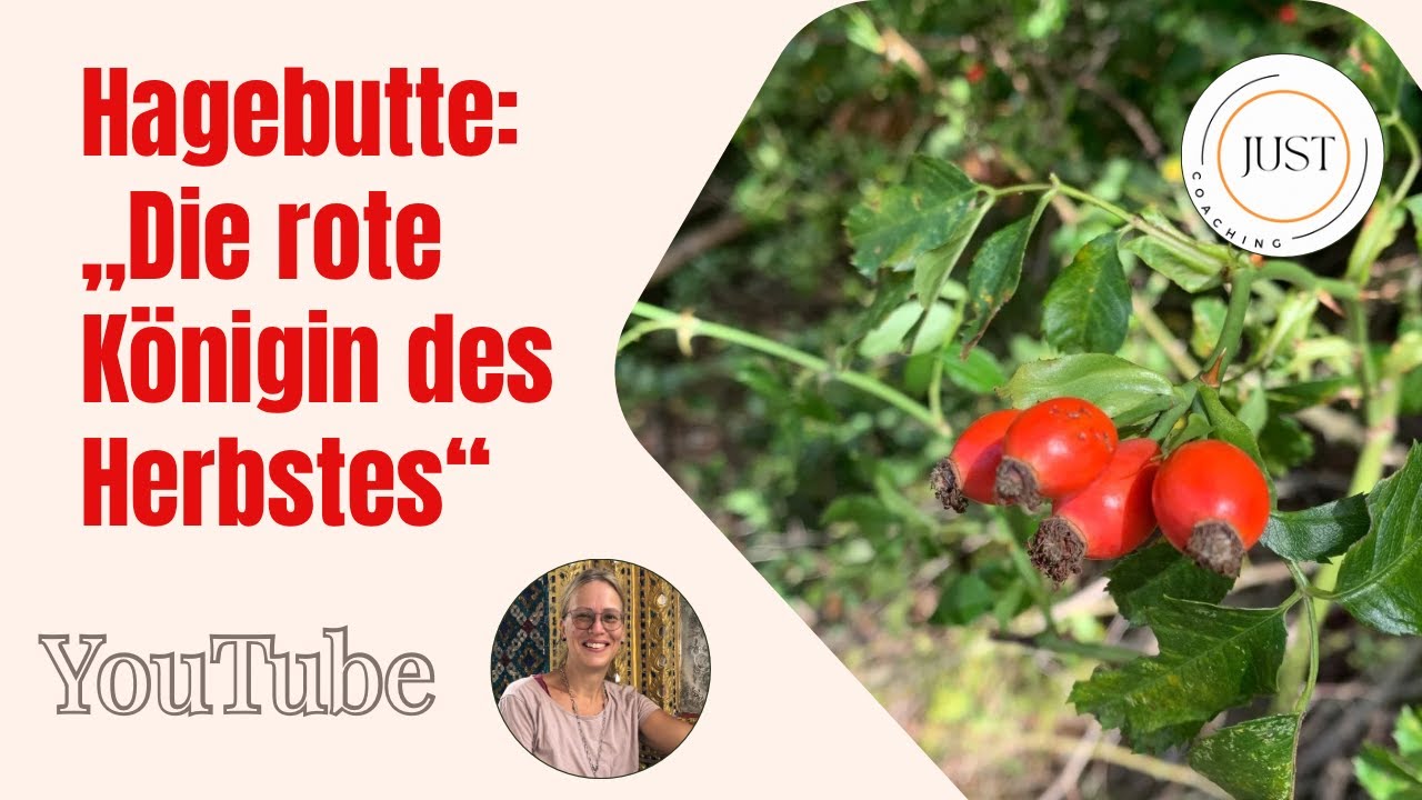 Hagebutte: Die rote Königin des Herbstes - Just Coaching | Andrea Just