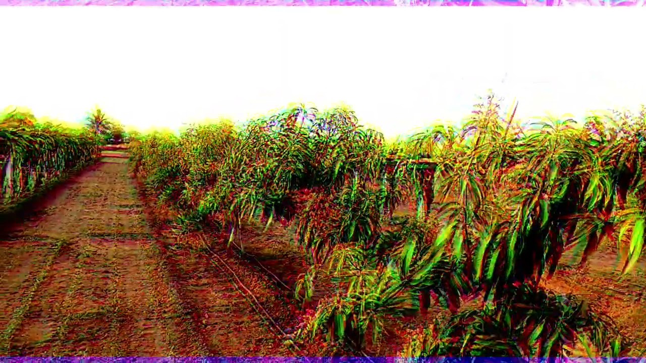 U̺t̺t̺a̺m̺ d̺a̺r̺g̺o̺n̺ f̺r̺u̺i̺t̺