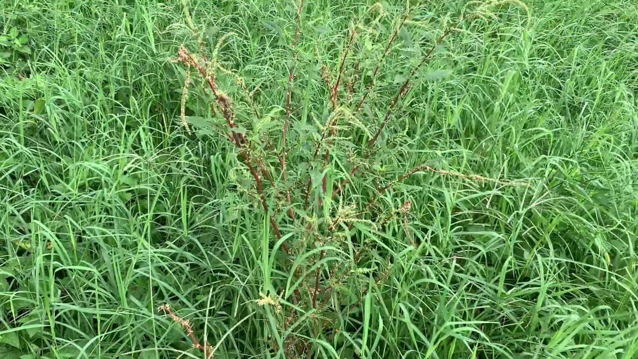 Que es la Pradera Polifitica