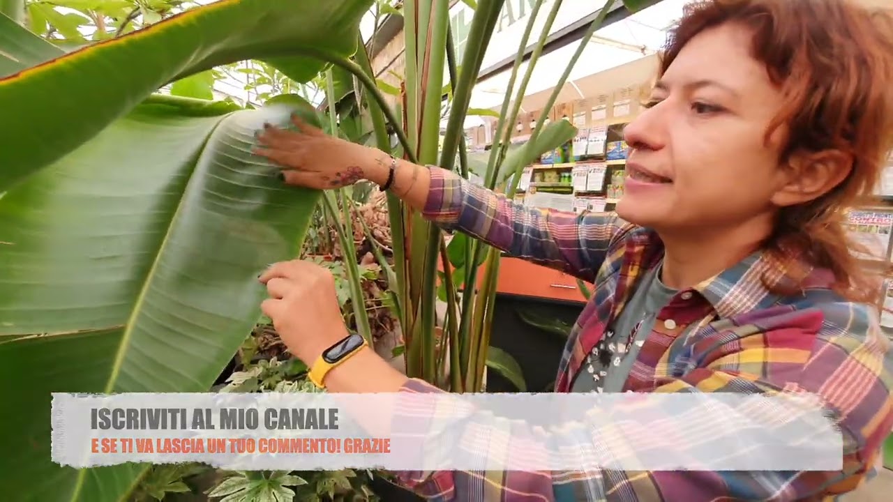 La gigantesca Strelitzia nicolai