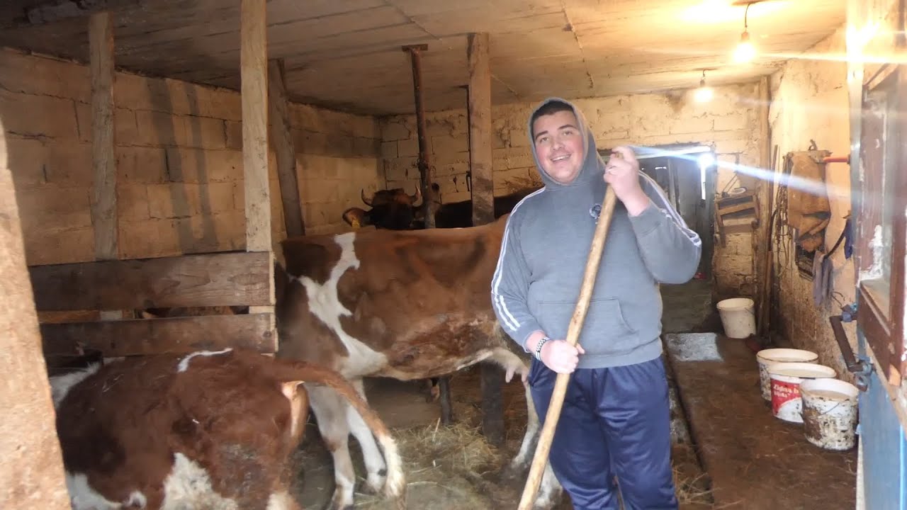 AHMED MALKOČ Sve što znam da radim to sam naučio od mojih roditelja o kravama sve znam koi veterinar