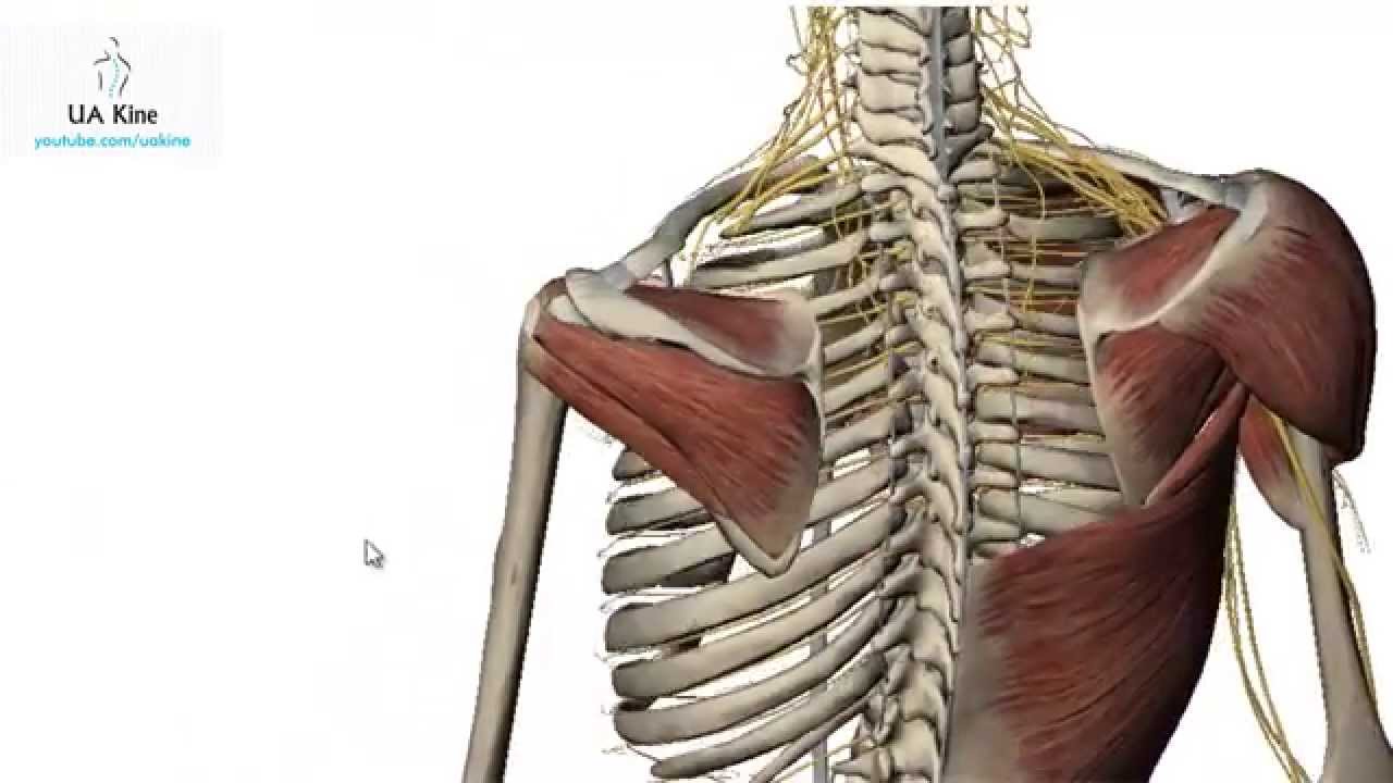 Manguito Rotador / Rotator cuff - Anatomía