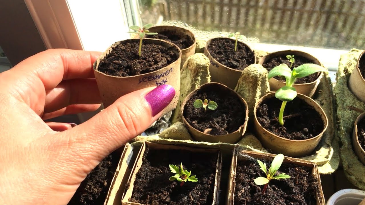 Hoe plantjes zaaien en tips: voorkom lange slappe zaailingen.
