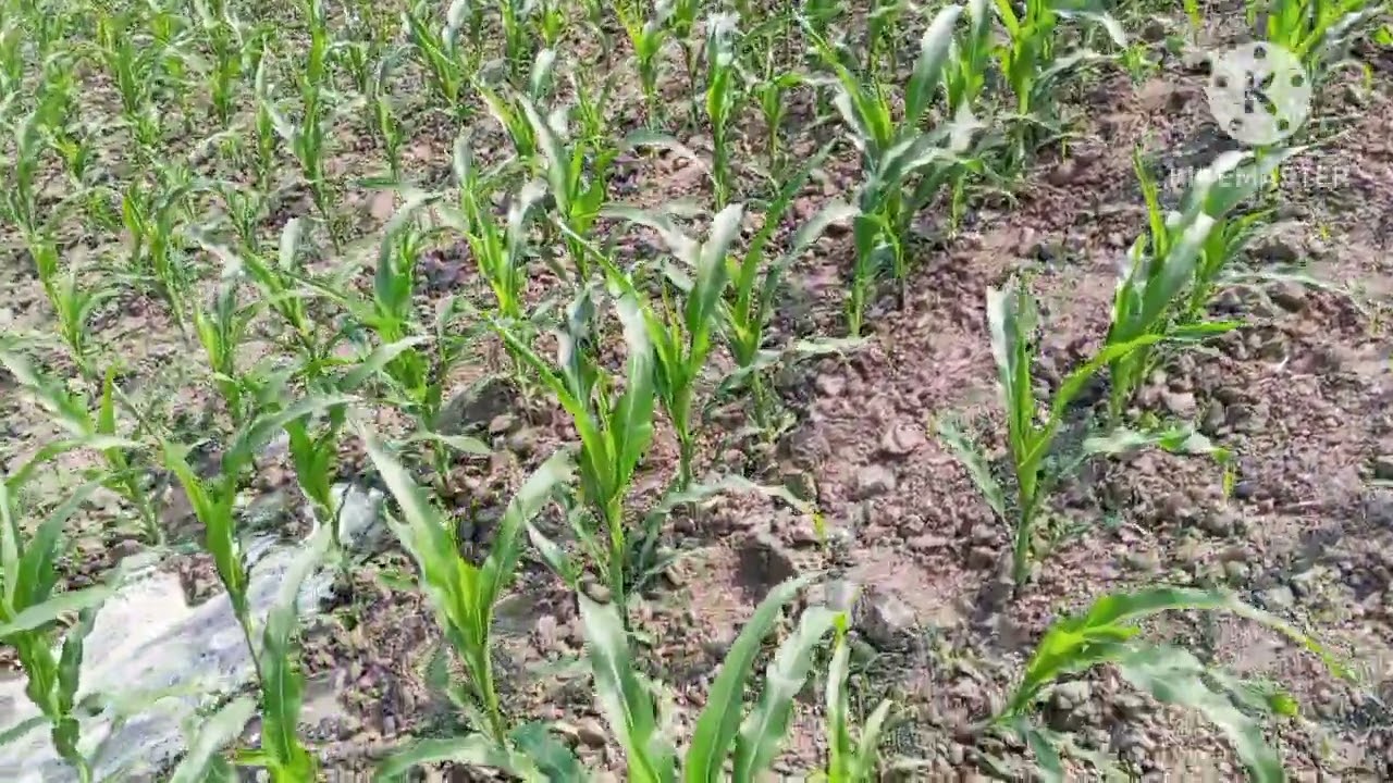 আজকে ভুট্টার জমিতে ১ম সেচ দেওয়া হলো। #twinorganicagro #টুইন_অর্গানিক_এগ্রো