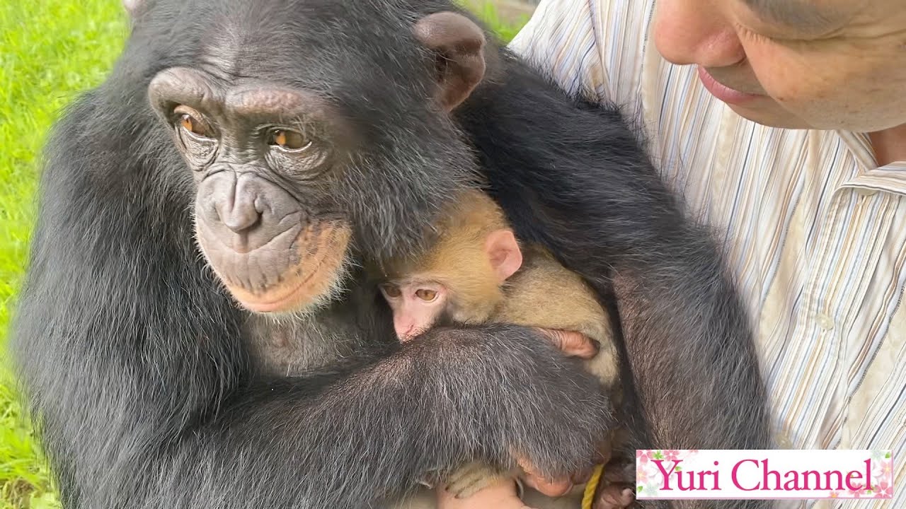 チンパンジーのプリンちゃん、日本猿が可愛くて仕方ない【母性愛編】(#37)Chimpanzee Purin and Japanese monkey are just plain adorable.